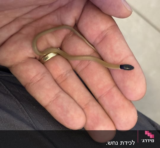 נחש קטן מוחזק ביד של אדם